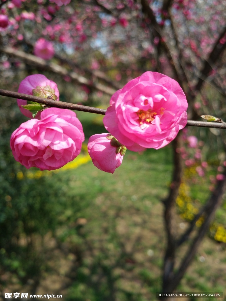 花  粉色的花