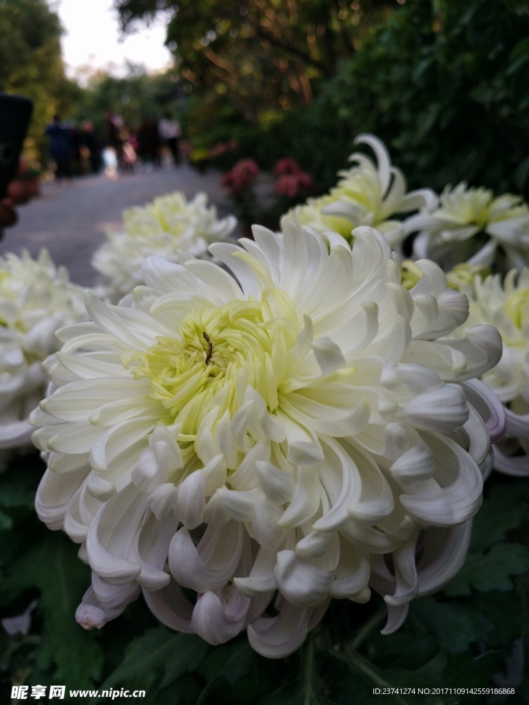 白菊