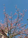 木棉花開
