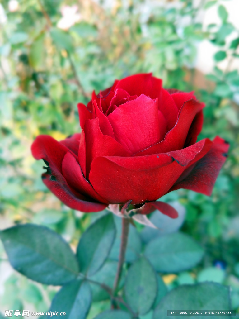 月季花