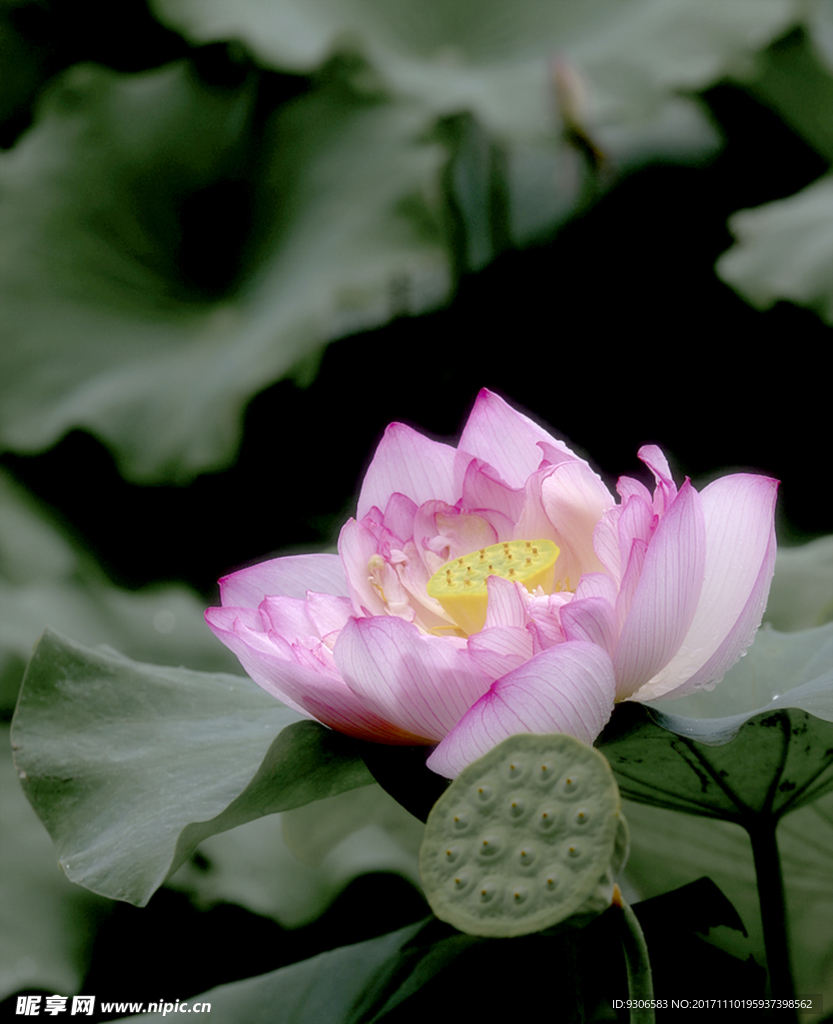 荷花