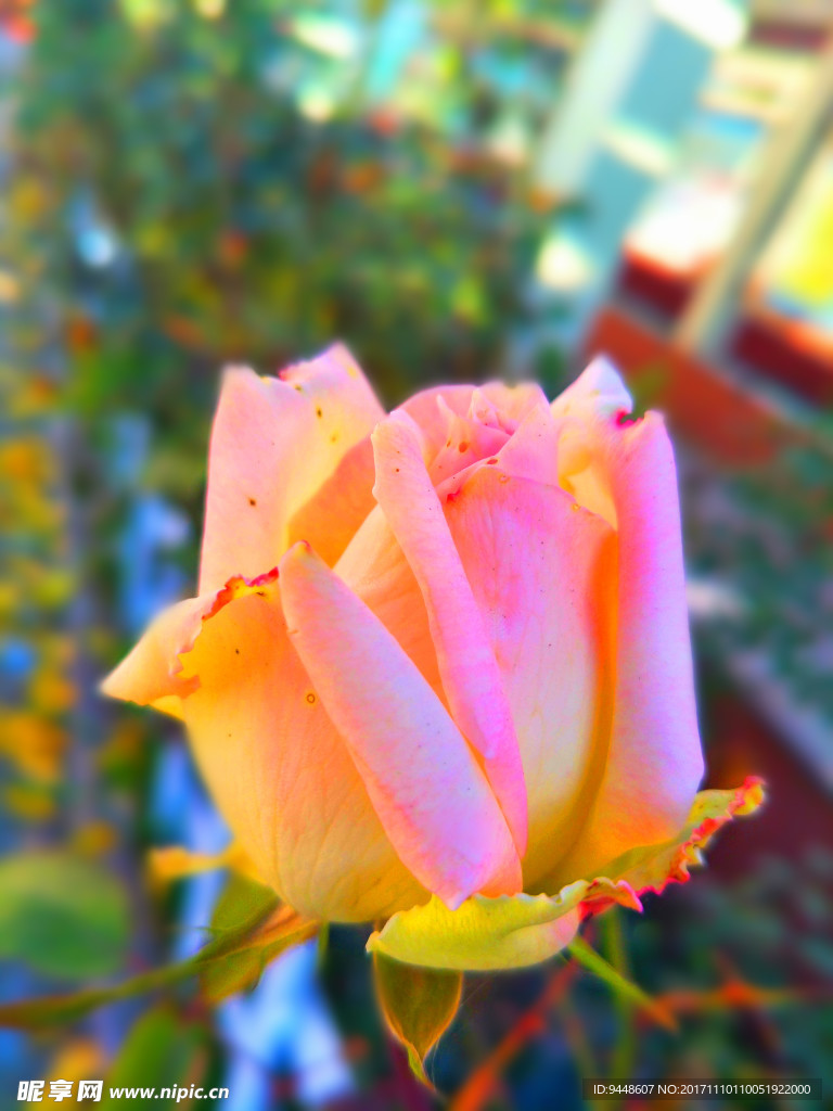 月季花