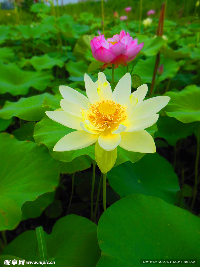 荷花