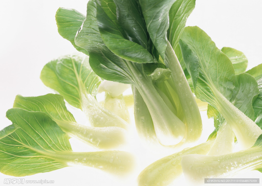 油菜