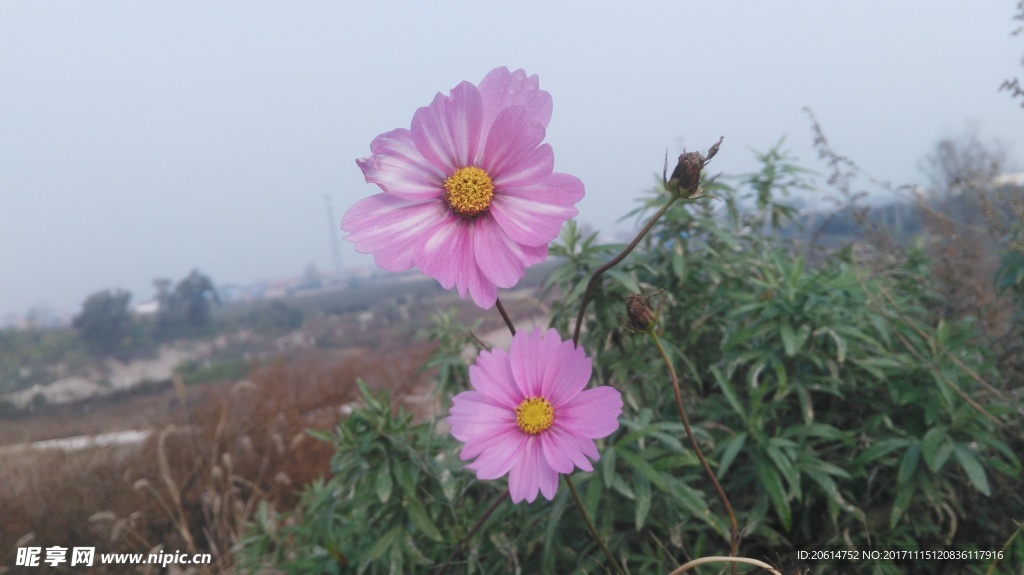 美麗的格桑花