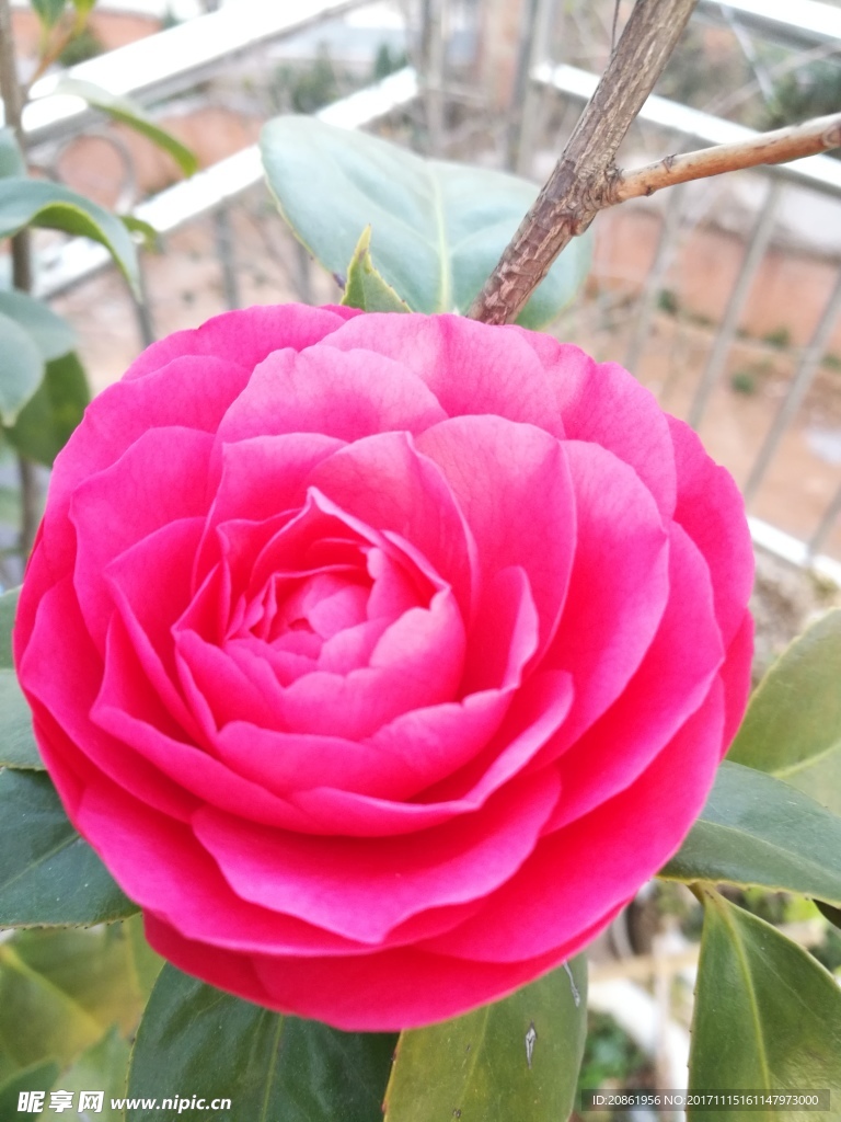 水紅山茶花