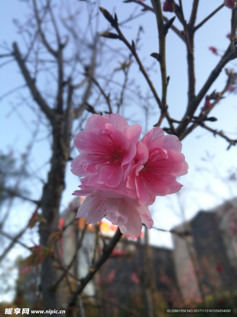 三朵櫻花