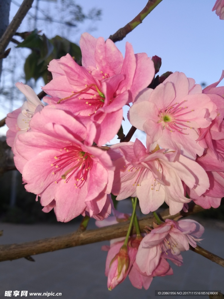 一枝櫻花