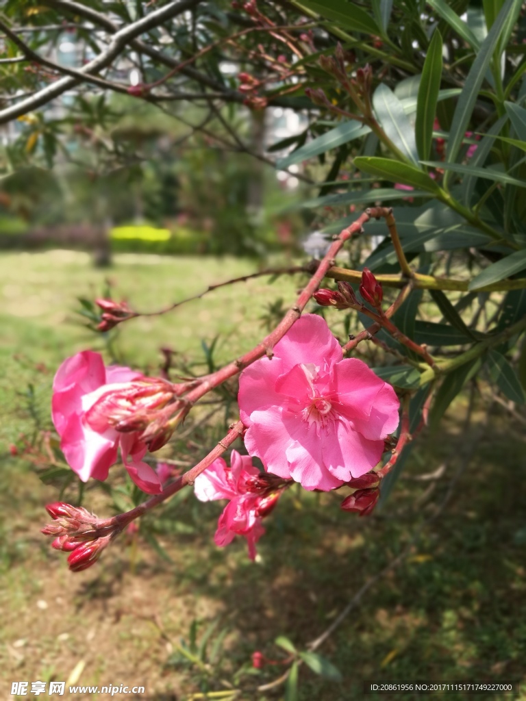 夾竹桃花