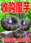 收購魔芋