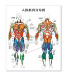 人体肌肉分布图