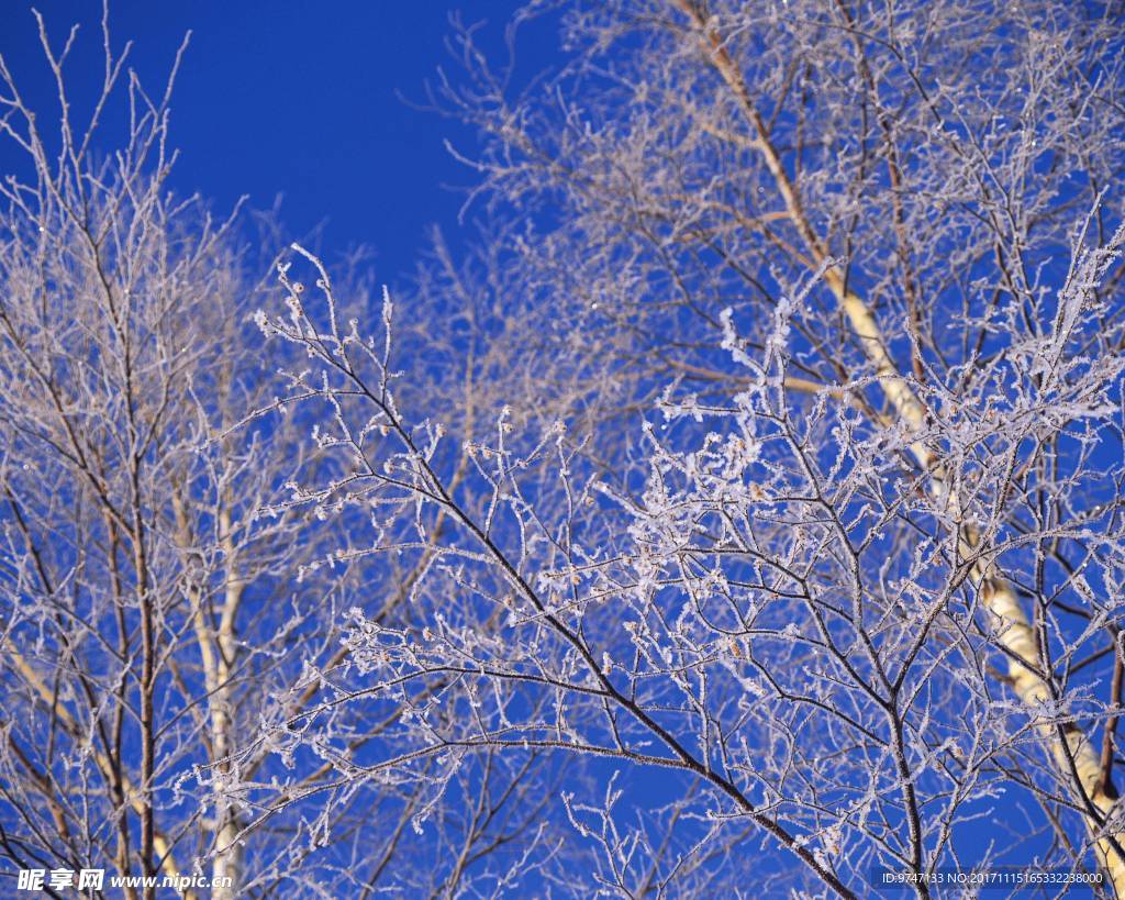 冬季天空树木