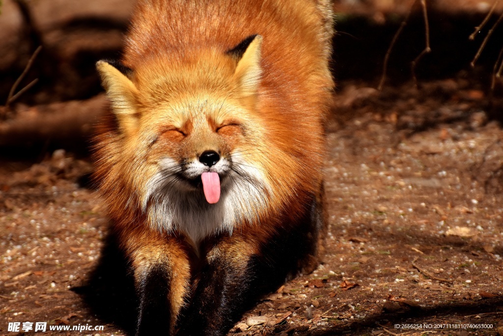 微笑的狐狸