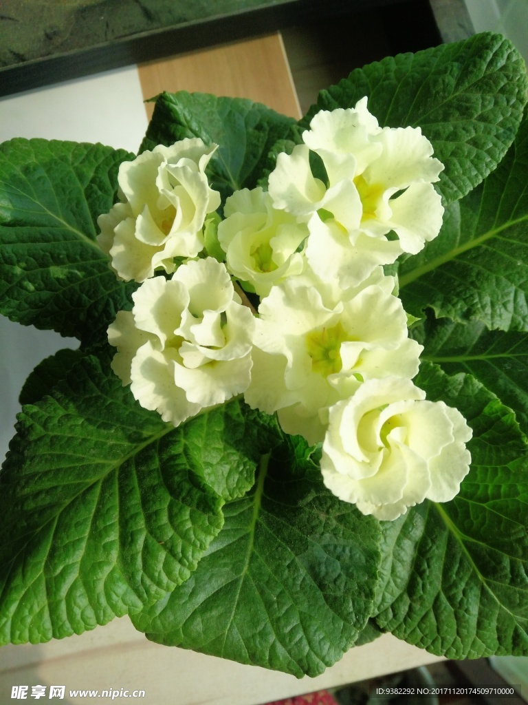 報(bào)春花