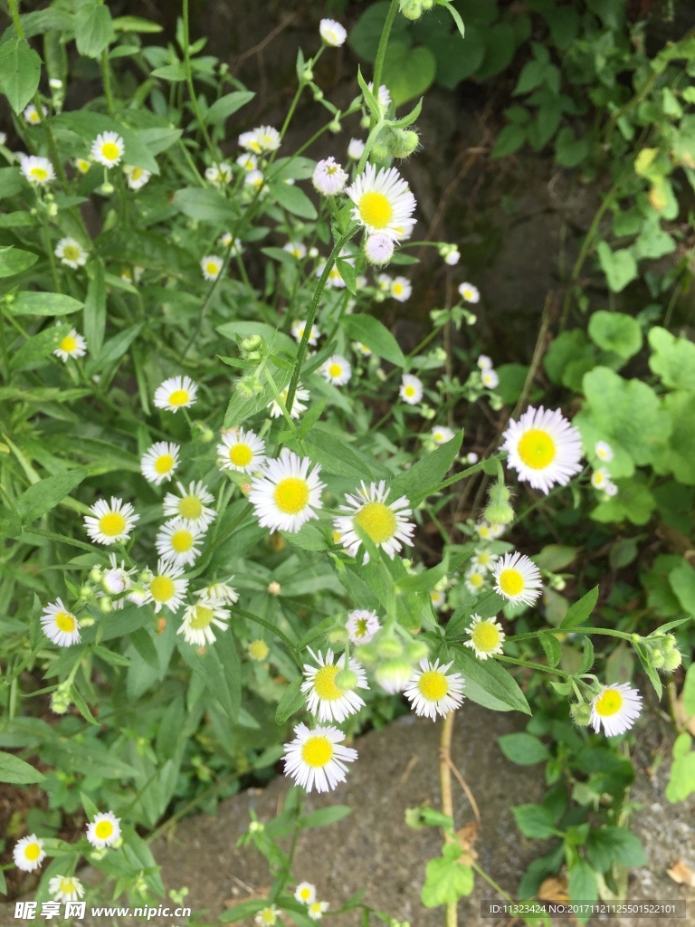 雛菊