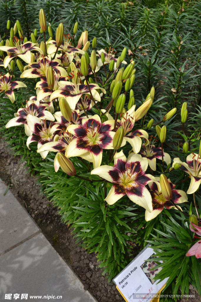 百合花