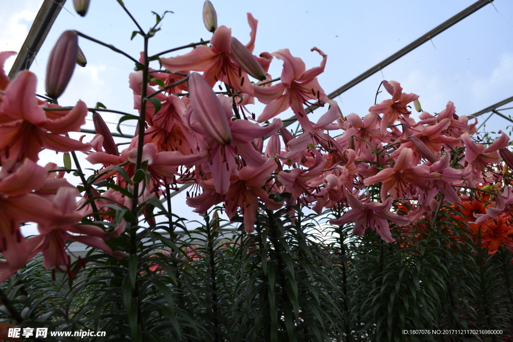 樹型百合花