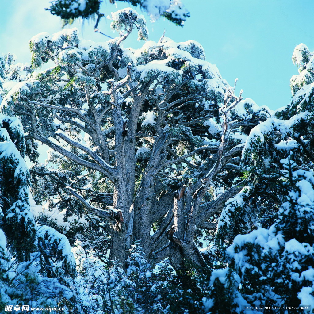 樹木雪景