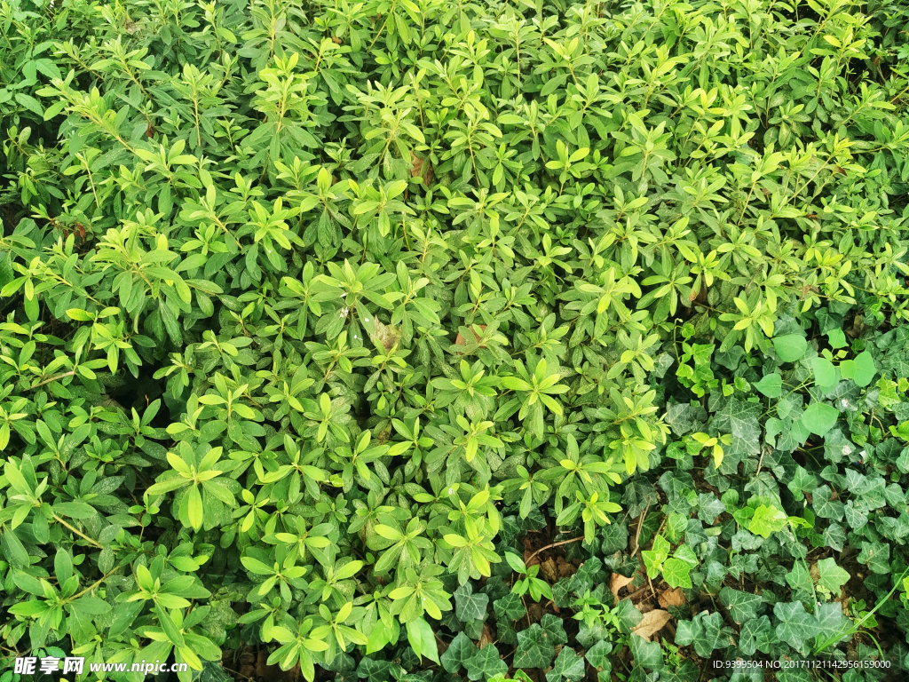 青草