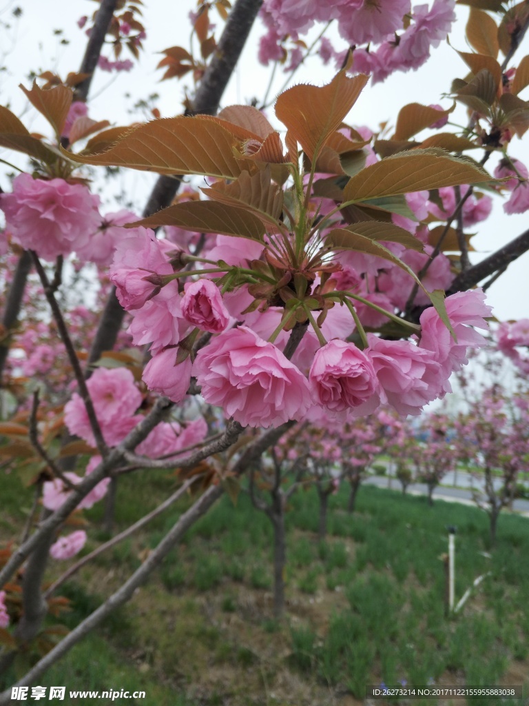 桃花相映紅