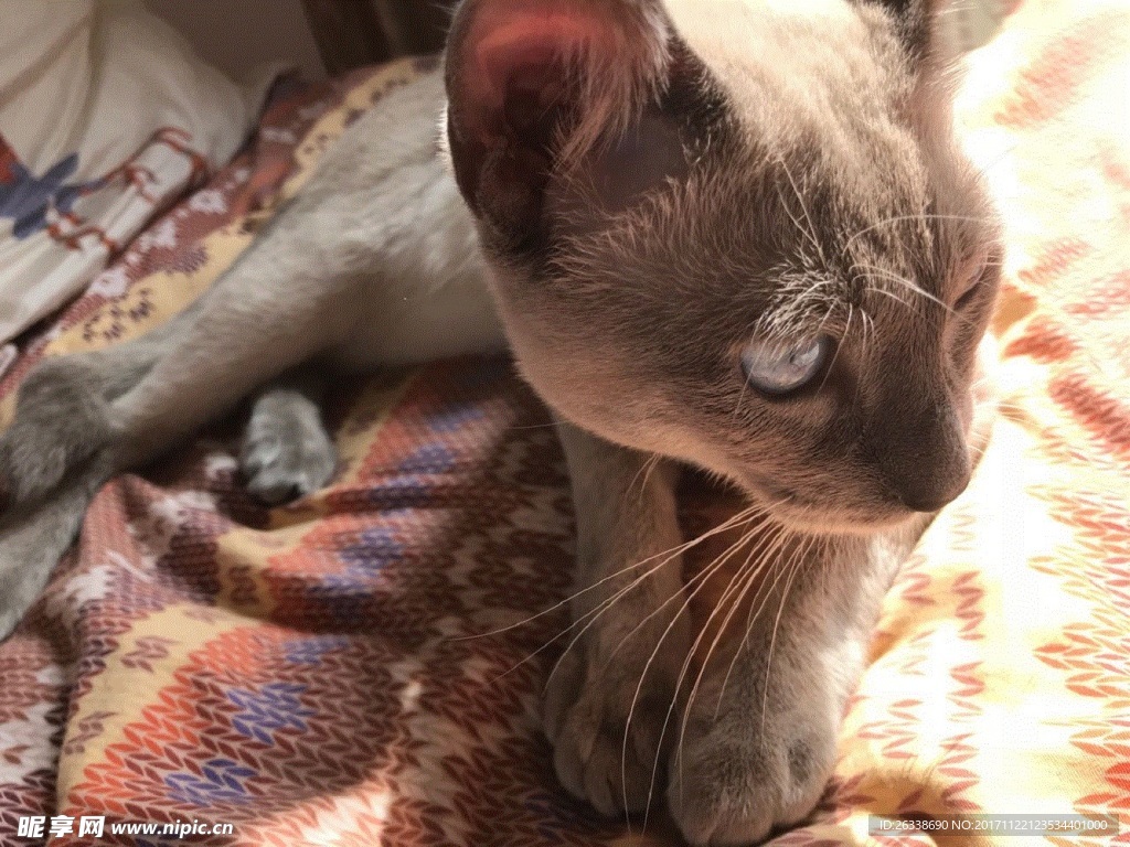 貓咪的午后