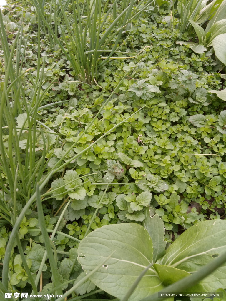 宝应绿色植物