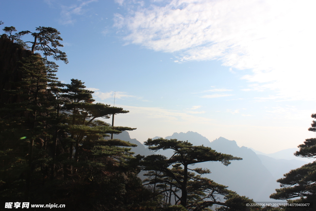 松樹林