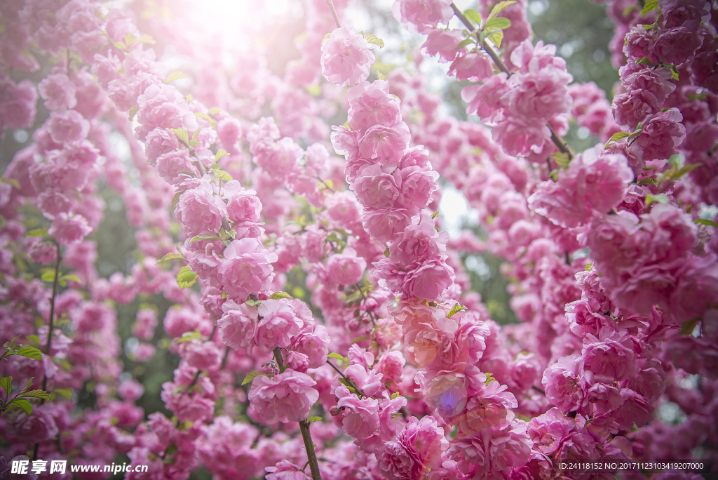盛開的花兒