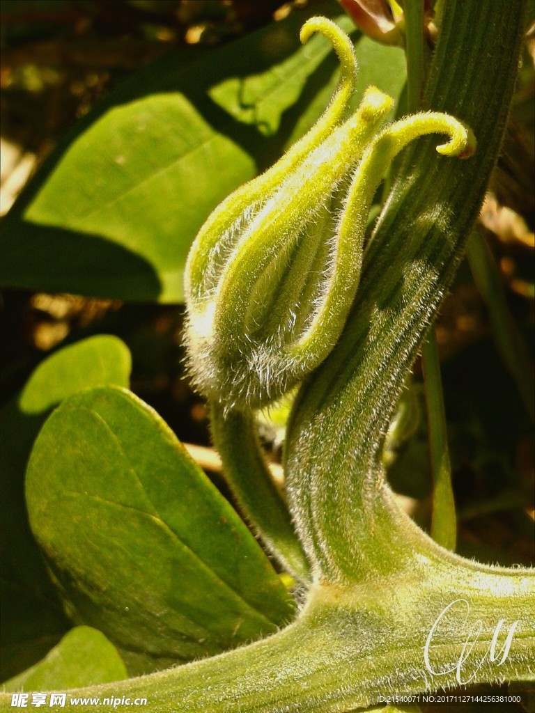 蔬菜 食材 新鮮蔬菜 高清食材