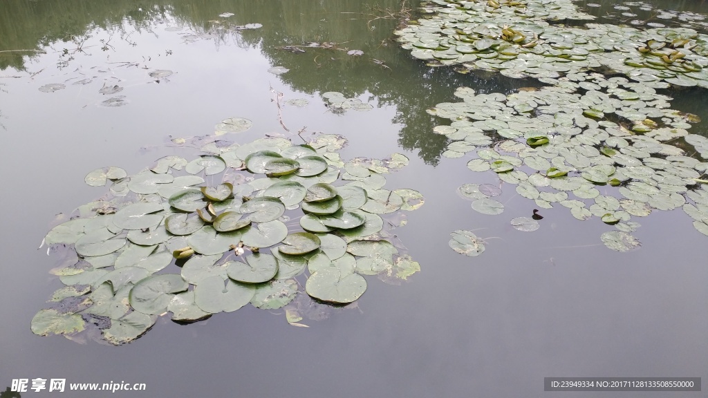 水生植物