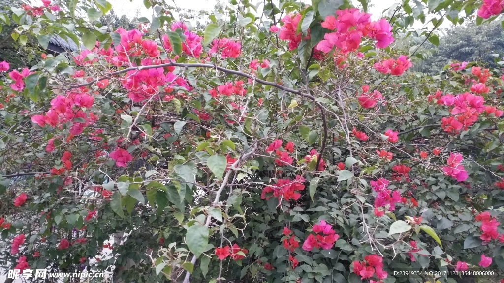 三角花