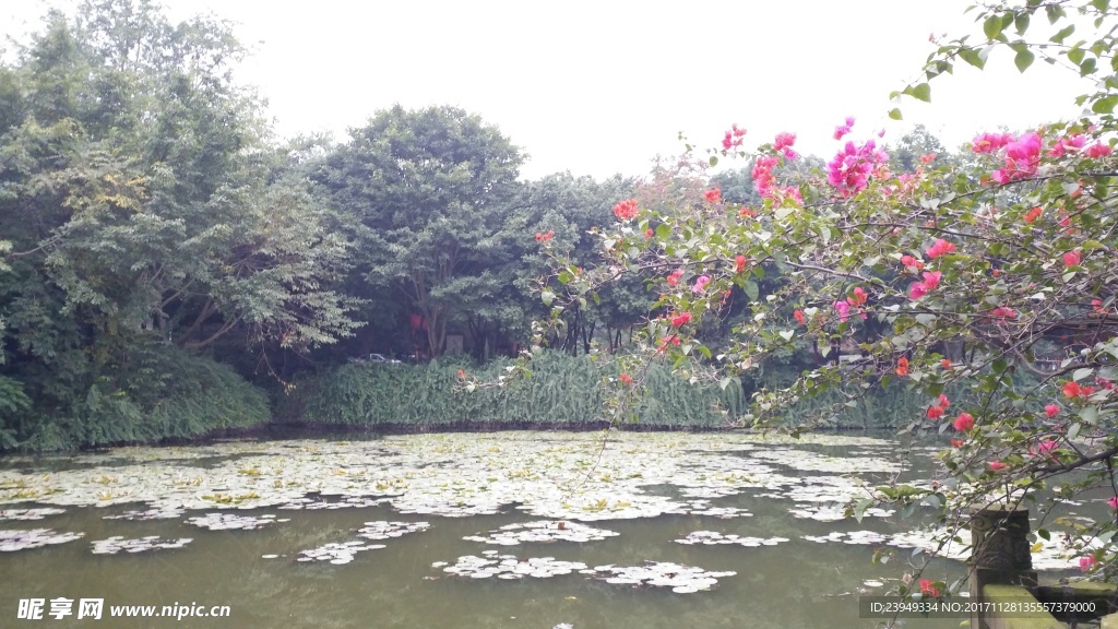 水塘