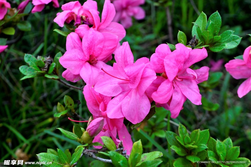 嬌艷杜鵑花素材圖片