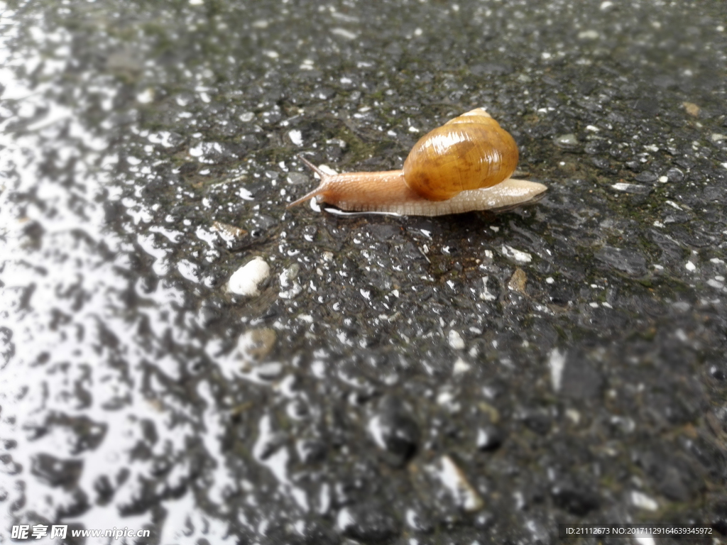 蝸牛
