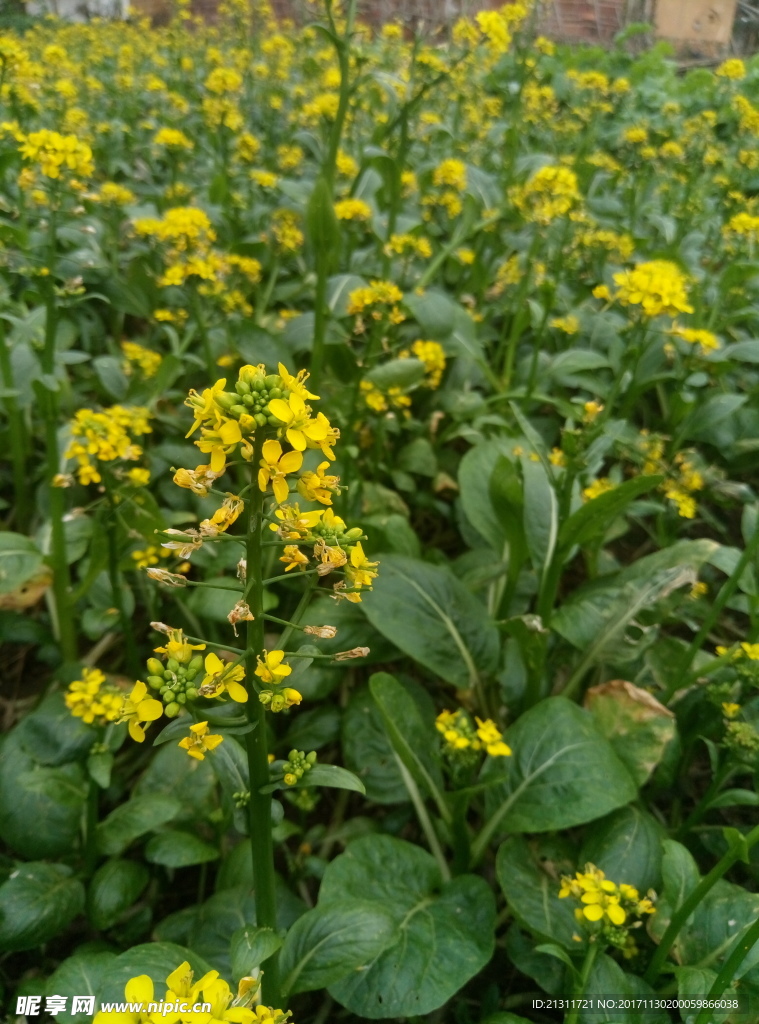 油菜花