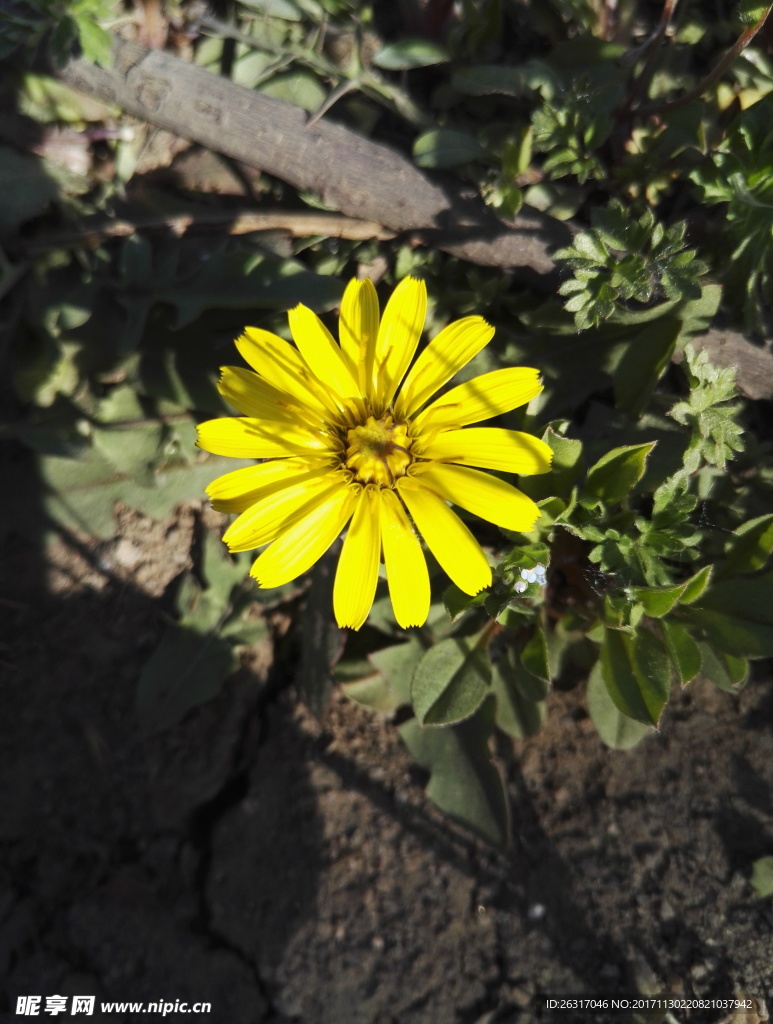 小野菊