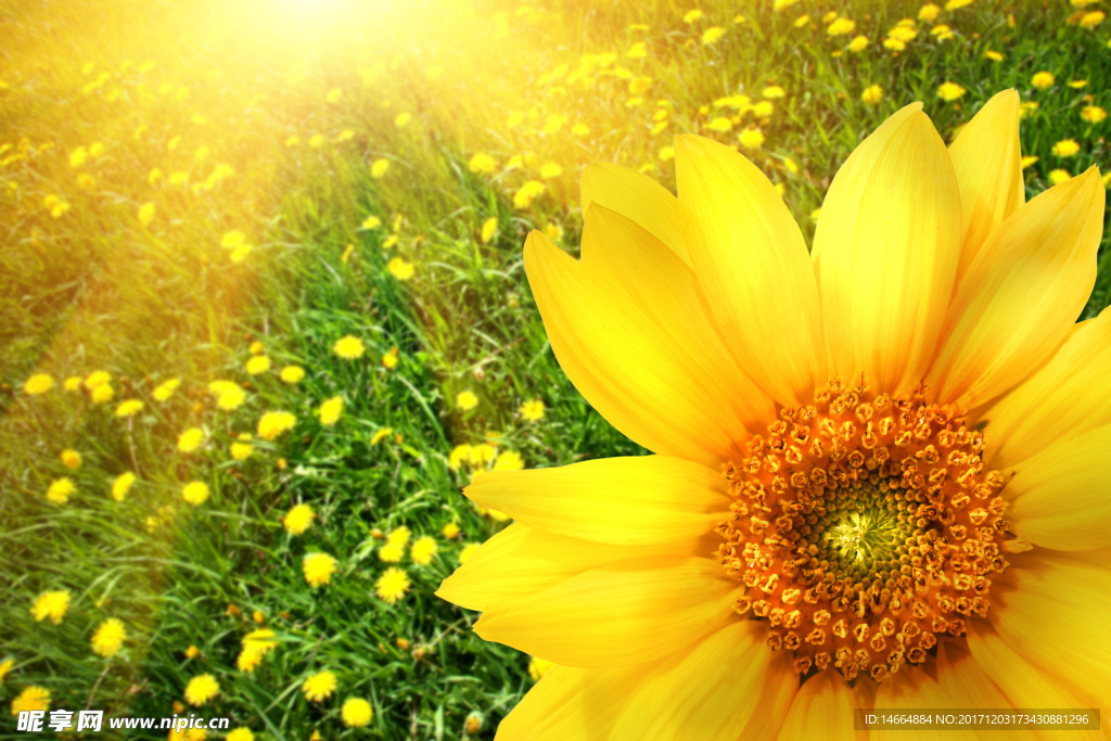 太陽花
