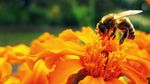 橙色花朵上的蜜蜂