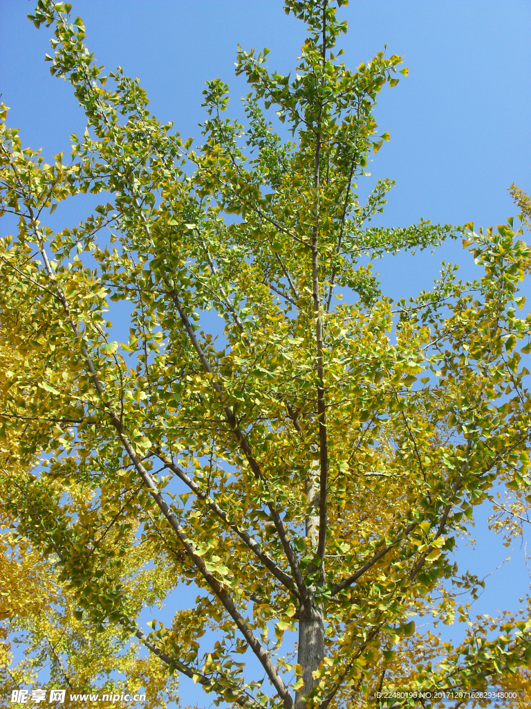 蓝天下的树木枝叶