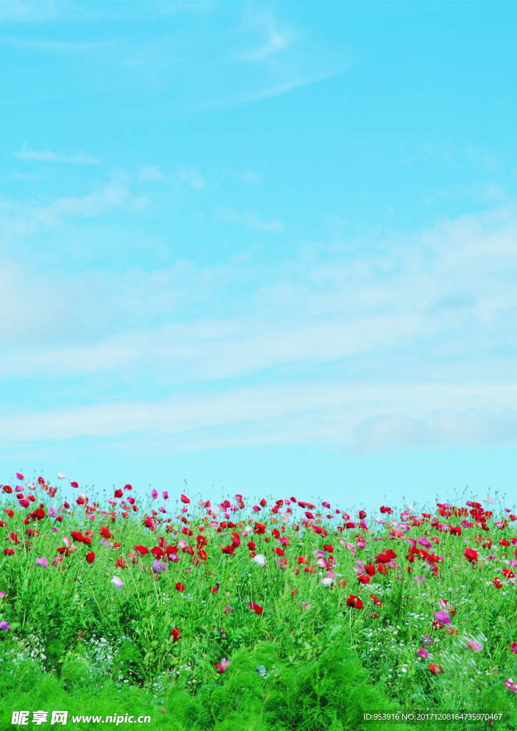小野花