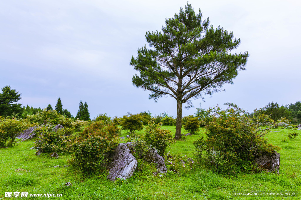 高山草場