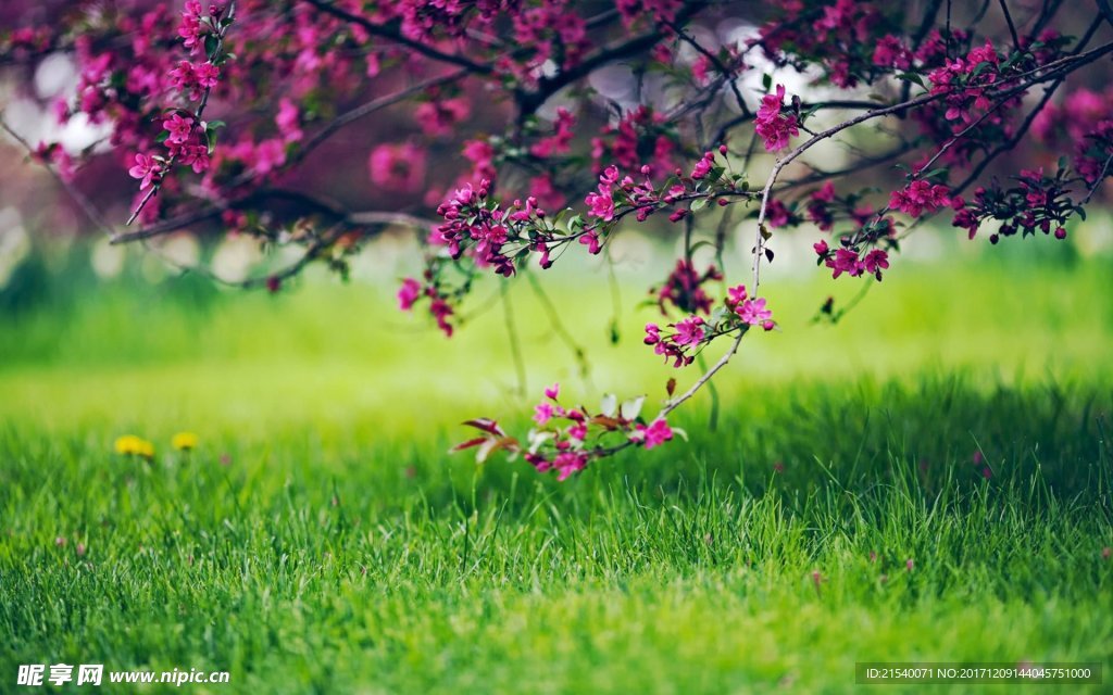 野草草地