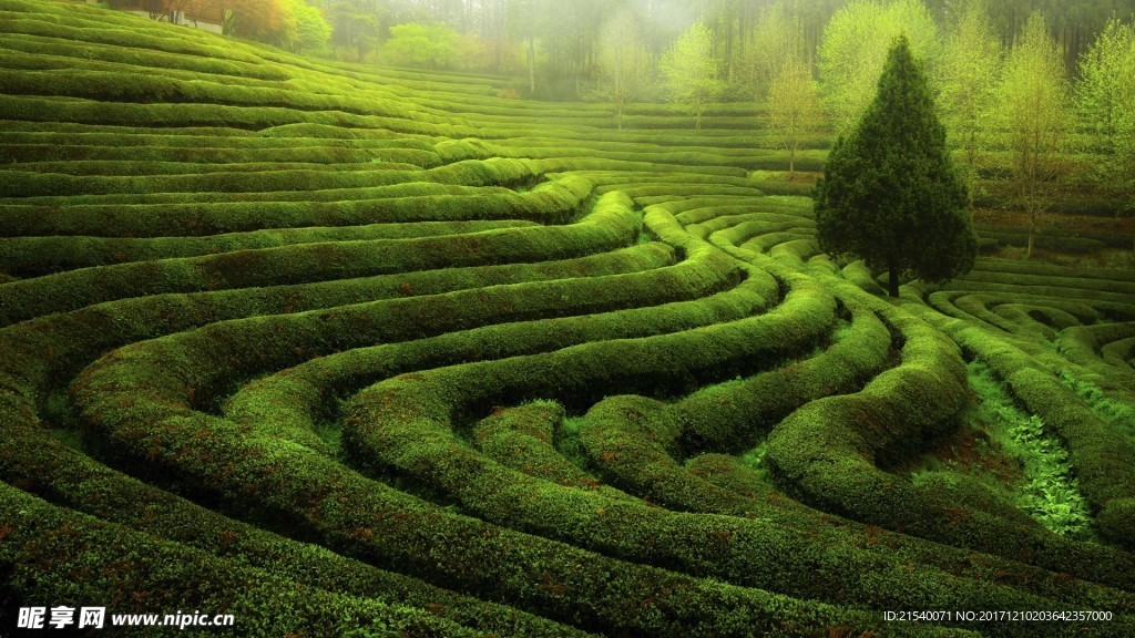 茶飲