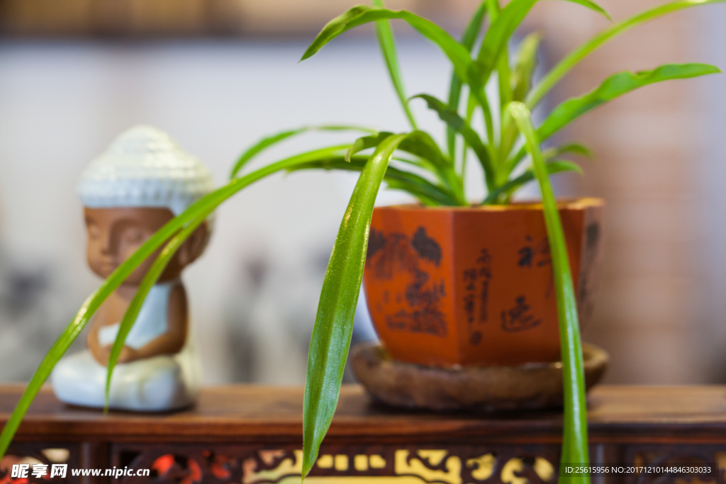 茶寵