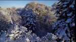 树林雪景航拍