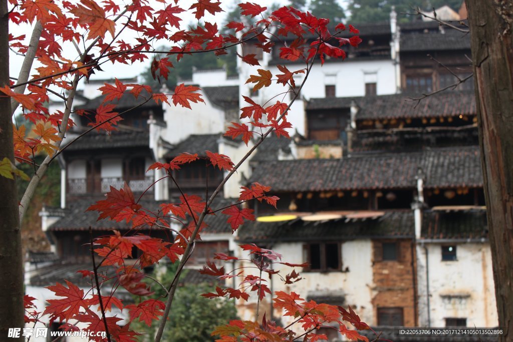 紅色楓葉和房子