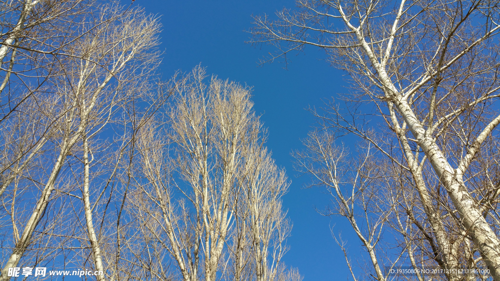 冬天 杨树 蓝天