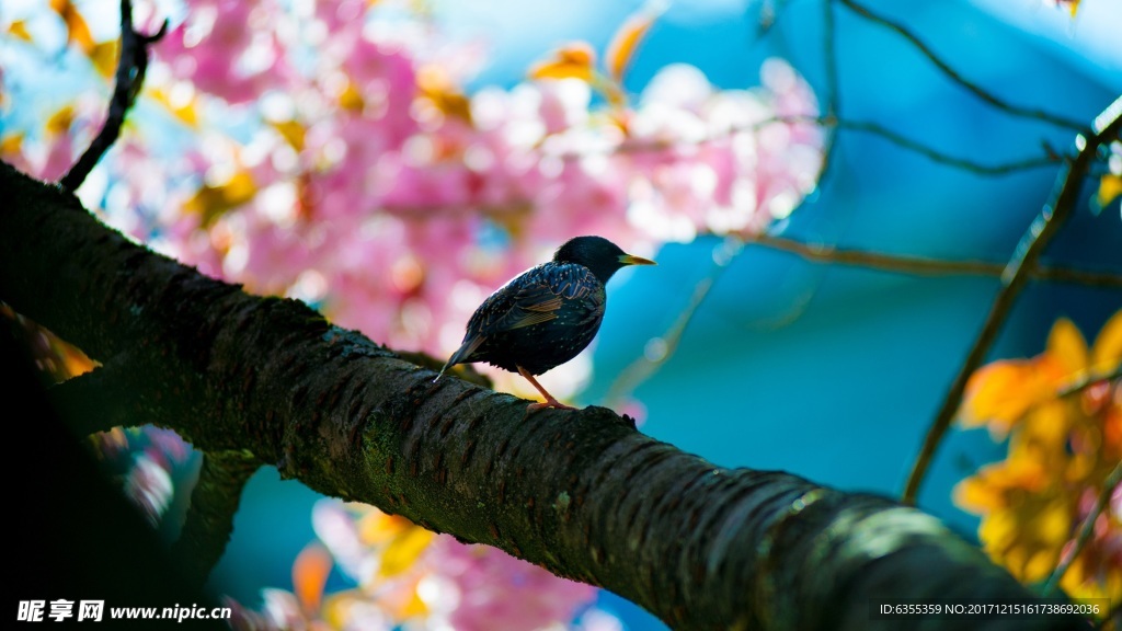小鳥特寫