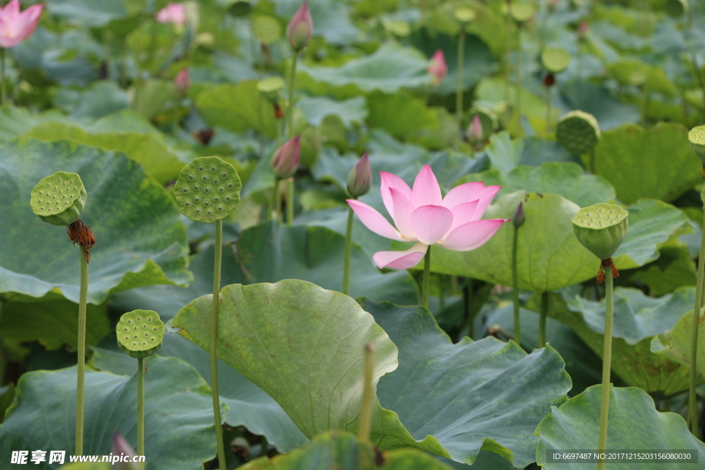陸川縣龍珠湖荷花