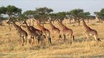 非洲大草原野生动物